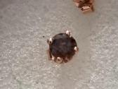 Auksiniai 1,02ct auskarai su briliantais. - nuotraukos Nr. 7