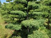 Maumedžiai sodo bonsai (niwaki)