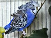 Foxy parrots(nimfos,banguotukai,r.agaporniai)