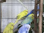 Foxy parrots(nimfos,banguotukai,r.agaporniai) - nuotraukos Nr. 4