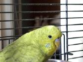 Foxy parrots(nimfos,banguotukai,r.agaporniai) - nuotraukos Nr. 5
