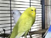 Foxy parrots(nimfos,banguotukai,r.agaporniai) - nuotraukos Nr. 6