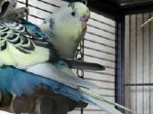 Foxy parrots(nimfos,banguotukai,r.agaporniai) - nuotraukos Nr. 7