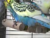 Foxy parrots(nimfos,banguotukai,r.agaporniai) - nuotraukos Nr. 8