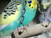 Foxy parrots(nimfos,banguotukai,r.agaporniai) - nuotraukos Nr. 9