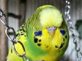 Foxy parrots(nimfos,banguotukai,r.agaporniai) - nuotraukos Nr. 10