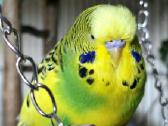 Foxy parrots(nimfos,banguotukai,r.agaporniai) - nuotraukos Nr. 11
