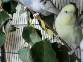 Foxy parrots(nimfos,banguotukai,r.agaporniai) - nuotraukos Nr. 12