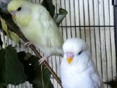 Foxy parrots(nimfos,banguotukai,r.agaporniai) - nuotraukos Nr. 13