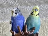 Foxy parrots(nimfos,banguotukai,r.agaporniai) - nuotraukos Nr. 14