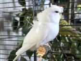 Foxy parrots(nimfos,banguotukai,r.agaporniai) - nuotraukos Nr. 15