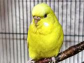 Foxy parrots(nimfos,banguotukai,r.agaporniai) - nuotraukos Nr. 16