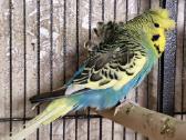 Foxy parrots(nimfos,banguotukai,r.agaporniai) - nuotraukos Nr. 17