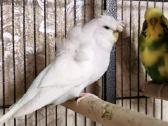 Foxy parrots(nimfos,banguotukai,r.agaporniai) - nuotraukos Nr. 18
