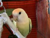 Foxy parrots(nimfos,banguotukai,r.agaporniai) - nuotraukos Nr. 19