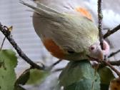 Foxy parrots(nimfos,banguotukai,r.agaporniai) - nuotraukos Nr. 20