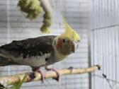 Foxy parrots(nimfos,banguotukai,r.agaporniai) - nuotraukos Nr. 21