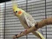 Foxy parrots(nimfos,banguotukai,r.agaporniai) - nuotraukos Nr. 22