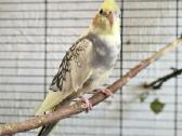 Foxy parrots(nimfos,banguotukai,r.agaporniai) - nuotraukos Nr. 23
