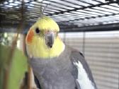 Foxy parrots(nimfos,banguotukai,r.agaporniai) - nuotraukos Nr. 24