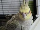 Foxy parrots(nimfos,banguotukai,r.agaporniai) - nuotraukos Nr. 25