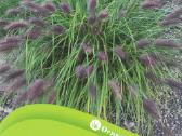 SORUOLĖ PAŠIAUŠĖLINĖ BLACK BEAYTY - nuotraukos Nr. 9