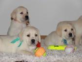 Kilmingi labradoro retriveriai - nuotraukos Nr. 35