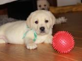 Kilmingi labradoro retriveriai - nuotraukos Nr. 29