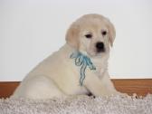 Kilmingi labradoro retriveriai - nuotraukos Nr. 34