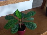 Baltagyslė karpažolė (Euphorbia leuconeura) - nuotraukos Nr. 4