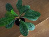 Baltagyslė karpažolė (Euphorbia leuconeura) - nuotraukos Nr. 5