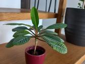 Baltagyslė karpažolė (Euphorbia leuconeura) - nuotraukos Nr. 6