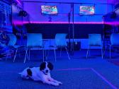 Virtualios realybės žaidimų salė Kaune - nuotraukos Nr. 14