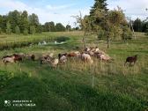 Bevilnės avys veislei ir mėsai - nuotraukos Nr. 2