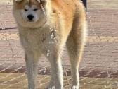 Lt Jch Japonu akita patinas kergimui