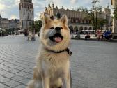 Lt Jch Japonu akita patinas kergimui - nuotraukos Nr. 2