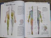 Prometheus Lernatlas der Anatomie - nuotraukos Nr. 2