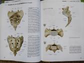 Prometheus Lernatlas der Anatomie - nuotraukos Nr. 3