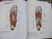 Prometheus Lernatlas der Anatomie - nuotraukos Nr. 10