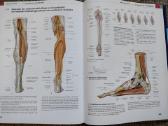 Prometheus Lernatlas der Anatomie - nuotraukos Nr. 11