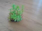 Akvariumo augalai - nuotraukos Nr. 5