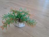 Akvariumo augalai - nuotraukos Nr. 6
