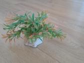 Akvariumo augalai - nuotraukos Nr. 7