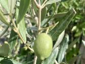 Alyvmedžiai ir citrusiniai medeliai - nuotraukos Nr. 2