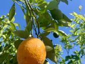 Alyvmedžiai ir citrusiniai medeliai - nuotraukos Nr. 3