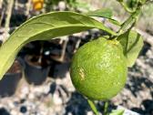 Alyvmedžiai ir citrusiniai medeliai - nuotraukos Nr. 4