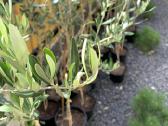 Alyvmedžiai ir citrusiniai medeliai - nuotraukos Nr. 10