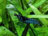 Mėlynos krevetės. Neocaridina Blue Dream