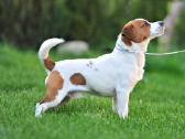 Džeko Raselo terjerai - Jack Russell terrier - nuotraukos Nr. 11