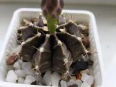 Gymnocalycium mihanovochii